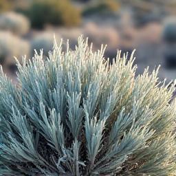 Big Sagebrush native to the western US.