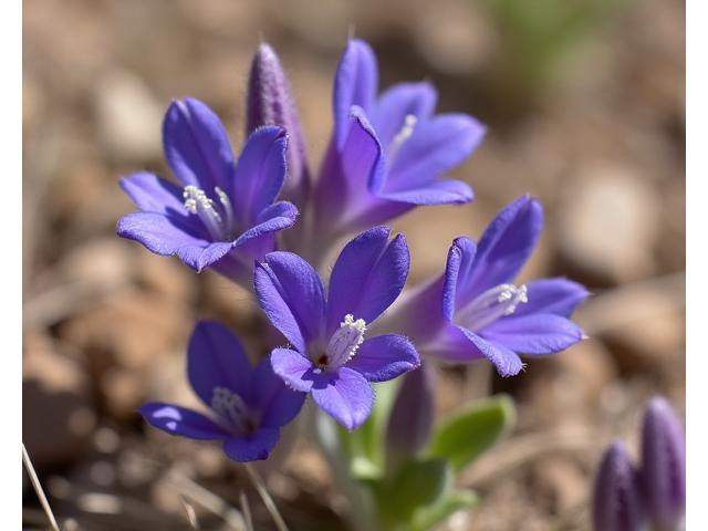 Rocky Mountain Penstemon (Penstemon strictus) with vibrant purple-blue tubular flowers in a natural setting.